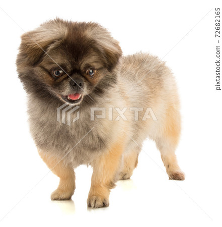 Pekingese dog in stand Pekingese dog in stand 72682165