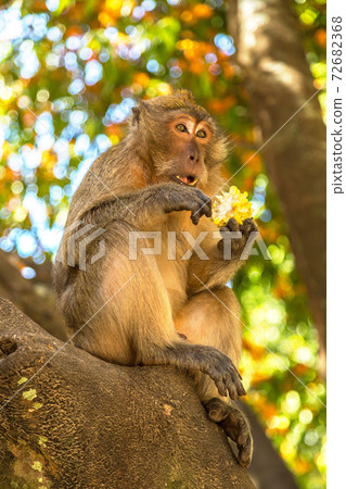 Monkey at Koh Phi Phi island Monkey at Koh Phi Phi island 72682368