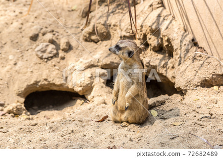 Cute close up surikat 72682489