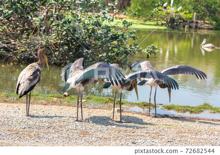 Birds in Zoo in Bangkok Birds in Zoo in Bangkok 72682544