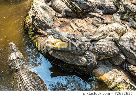 Crocodiles in Zoo in Bangkok Crocodiles in Zoo in Bangkok 72682635