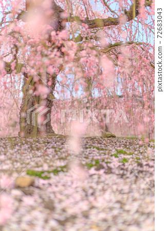 鈴鹿之森花園花瓣地毯 鈴鹿之森花園花瓣地毯 72683043