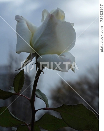 White roses blooming in winter 72683147