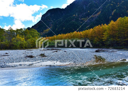 落葉鬆在秋天 72683214