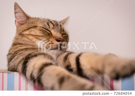 Sleeping cat 72684054