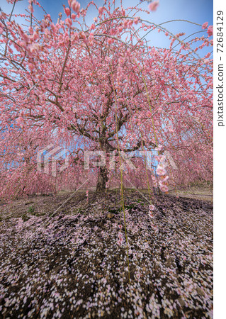 Suzuka Forest Garden 72684129