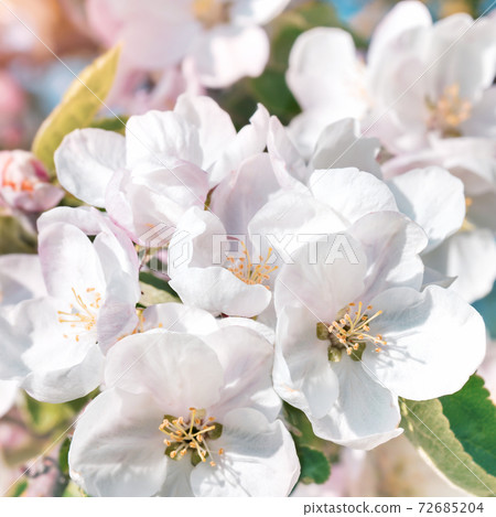 Spring blooming tree branches on baby blue sky with bokeh Spring blooming tree branches on baby blue sky with bokeh 72685204