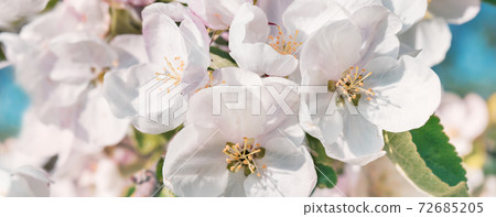 Spring blooming tree branches on baby blue sky with bokeh Spring blooming tree branches on baby blue sky with bokeh 72685205