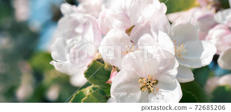 Spring blooming tree branches on baby blue sky with bokeh Spring blooming tree branches on baby blue sky with bokeh 72685206