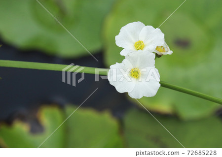 Uriciwa花 Uriciwa花 72685228