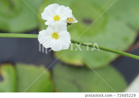 Uriciwa花 Uriciwa花 72685229