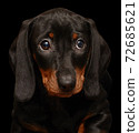 dachshund puppy on the black background 72685621