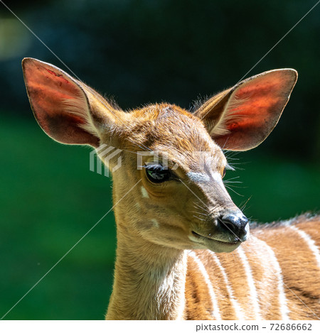 Baby Nyala Antelope - Tragelaphus angasii. Wild life animal. Baby Nyala Antelope - Tragelaphus angasii. Wild life animal. 72686662