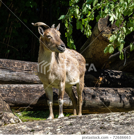 Turkmenian markhor, Capra falconeri heptneri stand on rocks Turkmenian markhor, Capra falconeri heptneri stand on rocks 72686663