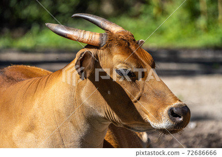 Banteng, Bos javanicus or Red Bull is a type of wild cattle. Banteng, Bos javanicus or Red Bull is a type of wild cattle. 72686666