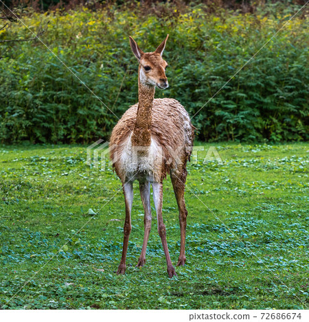 Vicunas, Vicugna Vicugna, relatives of the llama 72686674