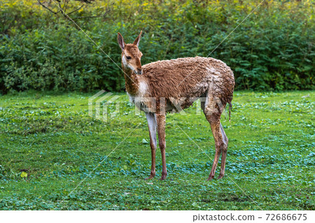 Vicunas, Vicugna Vicugna, relatives of the llama 72686675