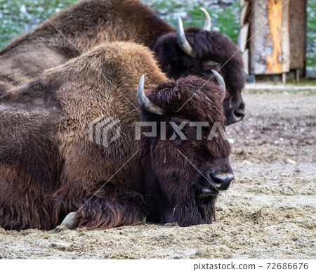 American buffalo known as bison, Bos bison in the zoo 72686676