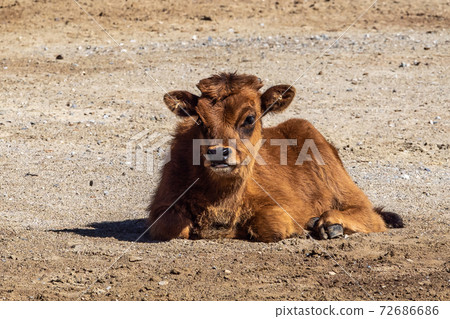 Young baby Heck cattle, Bos primigenius taurus or aurochs in the zoo 72686686