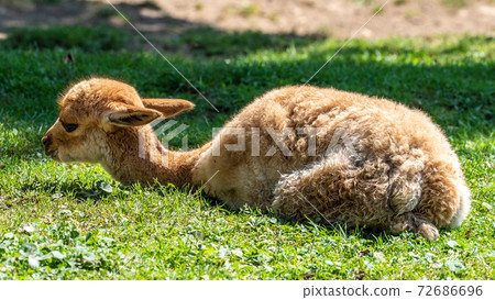 Vicunas, Vicugna Vicugna, relatives of the llama Vicunas, Vicugna Vicugna, relatives of the llama 72686696