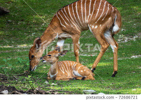 Nyala Antelope - Tragelaphus angasii. Wild life animal. Nyala Antelope - Tragelaphus angasii. Wild life animal. 72686721