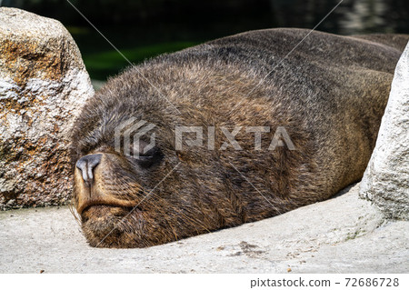 The South American sea lion, Otaria flavescens in the zoo The South American sea lion, Otaria flavescens in the zoo 72686728