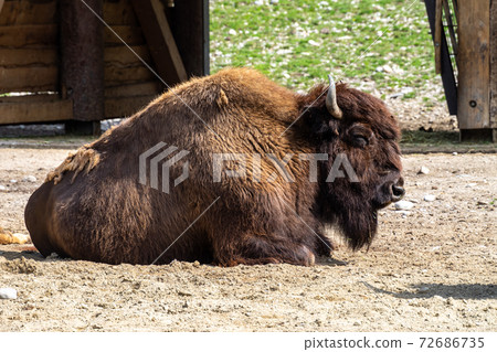 American buffalo known as bison, Bos bison in the zoo 72686735