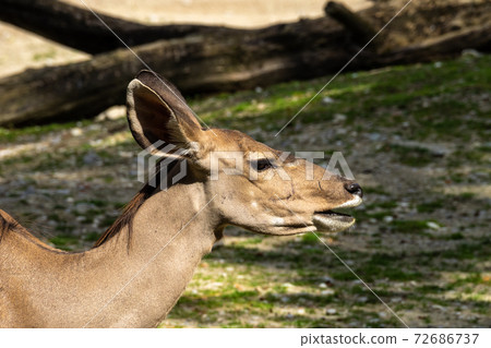The common eland, Taurotragus oryx is a savannah antelope 72686737