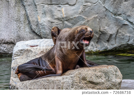 The South American sea lion, Otaria flavescens in the zoo 72686738