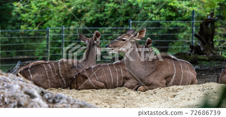 The common eland, Taurotragus oryx is a savannah antelope 72686739