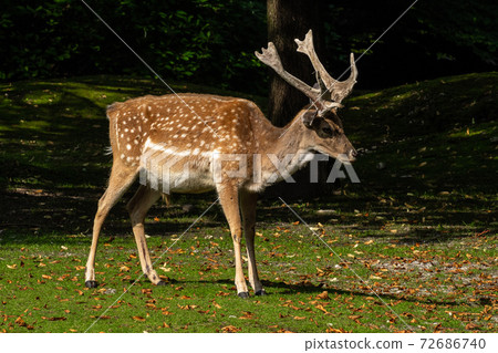 The fallow deer, Dama mesopotamica is a ruminant mammal 72686740