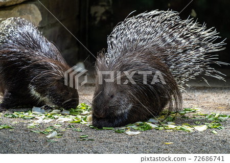 Indian crested Porcupine, Hystrix indica in a german nature park 72686741