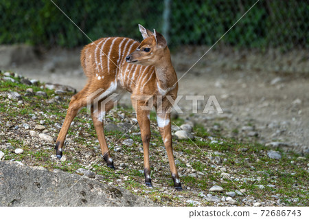 Baby Nyala Antelope - Tragelaphus angasii. Wild life animal. Baby Nyala Antelope - Tragelaphus angasii. Wild life animal. 72686743