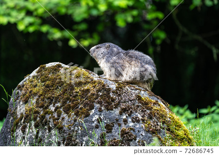 Alpine marmot, marmota marmota, in the zoo Alpine marmot, marmota marmota, in the zoo 72686745