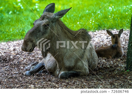 European Moose, Alces alces, also known as the elk European Moose, Alces alces, also known as the elk 72686746