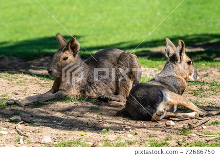 Patagonian Mara, Dolichotis patagonum are large relatives of guinea pigs 72686750