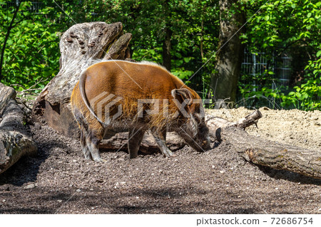 Red river hog, Potamochoerus porcus, also known as the bush pig. Red river hog, Potamochoerus porcus, also known as the bush pig. 72686754