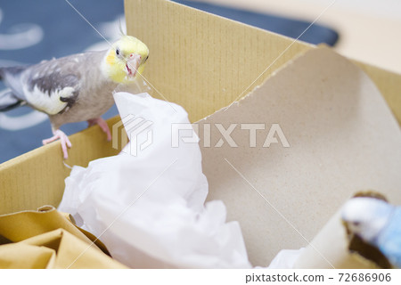 [Pets] Mischievous turtles and budgerigars 72686906
