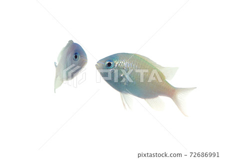 Blue-green chromis white background 72686991