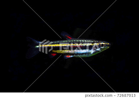 矮鉛筆魚黑色背景 矮鉛筆魚黑色背景 72687013
