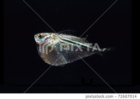 銀柴刀魚黑色背景 銀柴刀魚黑色背景 72687014
