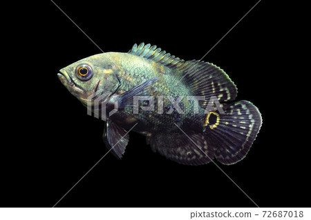 Oscar fry, cichlid companion, black background 72687018