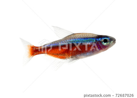 Cardinal tetra white background 72687026