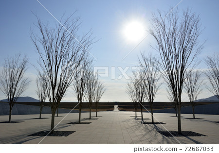 A grove in a park 72687033