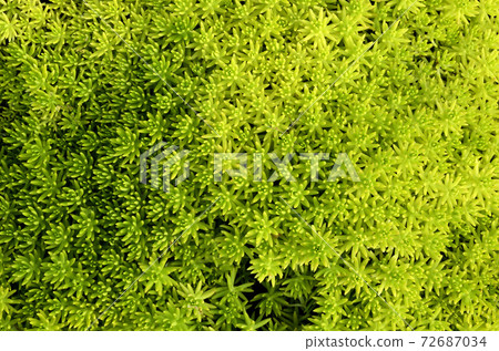 Ichimen no leaf tight sesame 72687034