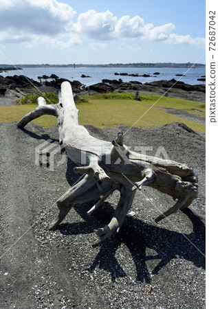 Driftwood bench Driftwood bench 72687042