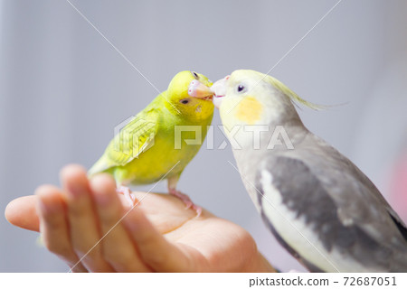 [Pets] Playing turtles and budgerigars 72687051