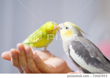 [Pets] Playing turtles and budgerigars 72687053
