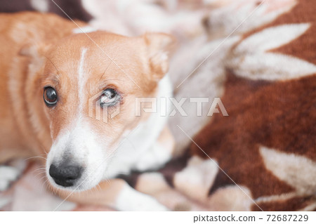 Red-haired dog with a damaged eye look cute, copy space Red-haired dog with a damaged eye look cute, copy space 72687229