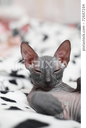 Sphynx kitten sleeps on a light background, copy space Sphynx kitten sleeps on a light background, copy space 72687284